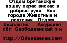 Отдам британскую кошку окрас вискас в добрые руки - Все города Животные и растения » Отдам бесплатно   . Амурская обл.,Свободненский р-н